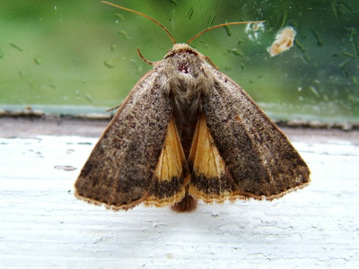 Lesser Yellow Underwing